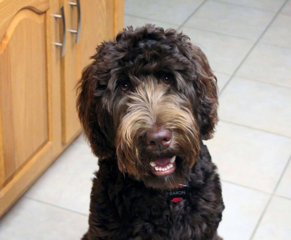 IMG_4231 - Labradoodle Breeder South Carolina