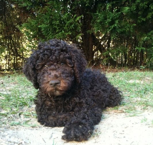 dirty - Labradoodle Breeder South Carolina