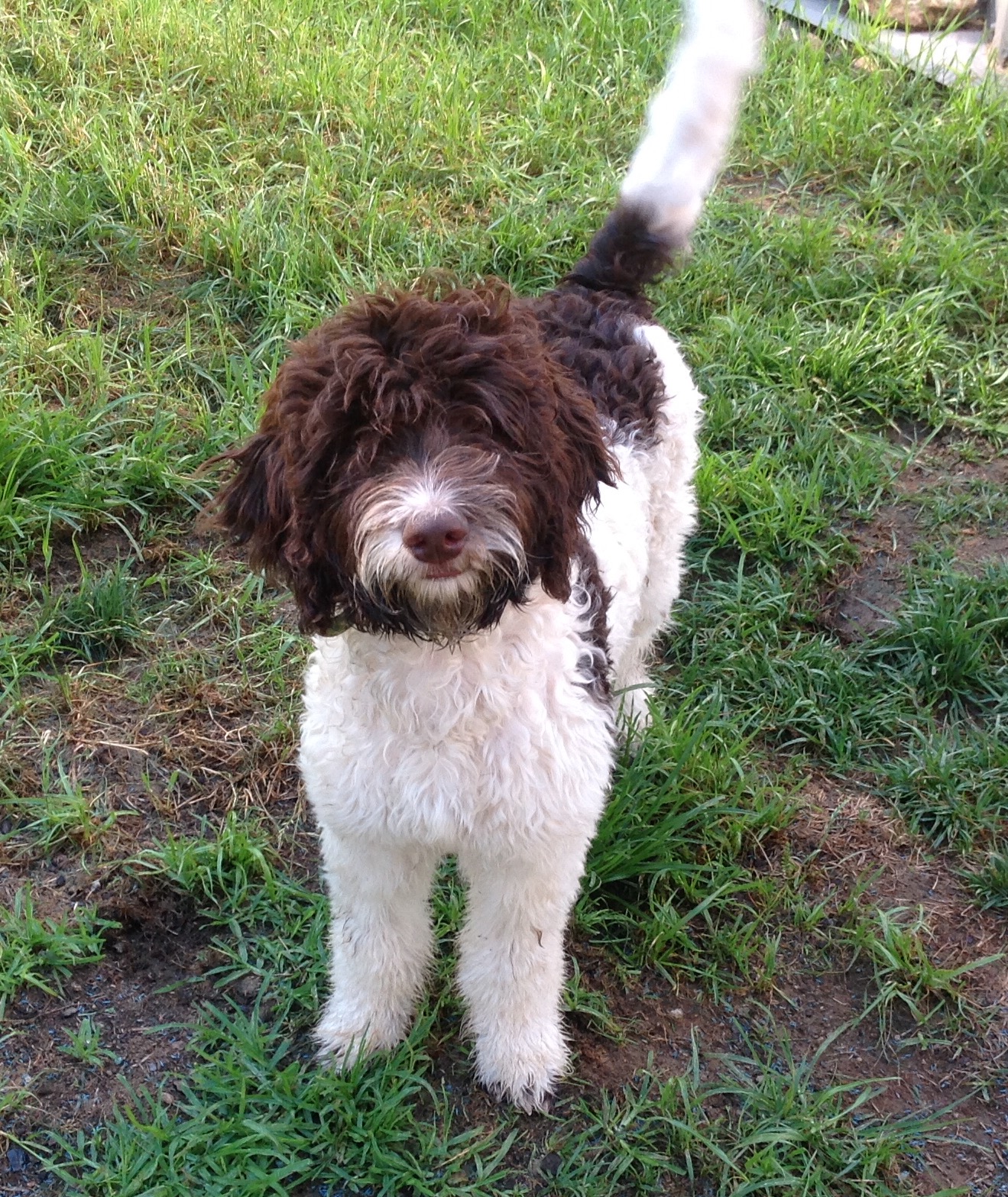 image3 - Labradoodle Breeder South Carolina